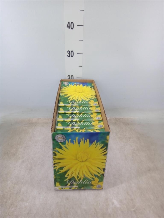 <h4>Dahlia   ...flowerbulbs</h4>