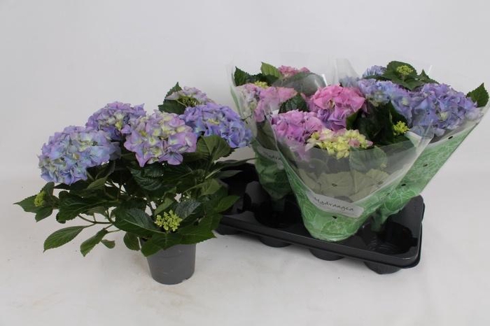 <h4>HYDR M EARLY BLUE</h4>