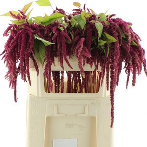 Amaranthus Hang Rood