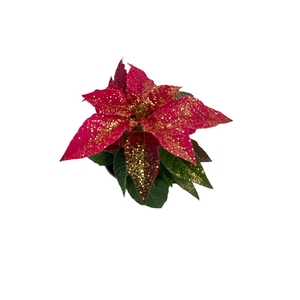 Princettia DarkPink met glitters goud