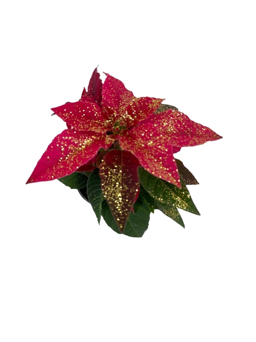 <h4>Princettia DarkPink met glitters goud</h4>
