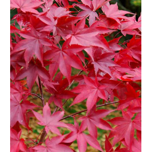 Acer palmatum