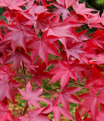 <h4>Acer palmatum</h4>