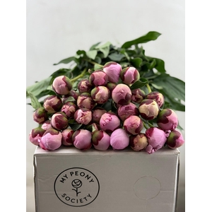 Paeonia Sarah Bernhardt