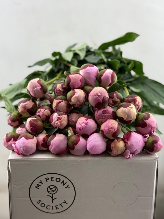 <h4>Paeonia Sarah Bernhardt</h4>