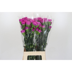 Dianthus St Tiepolo Fucsia