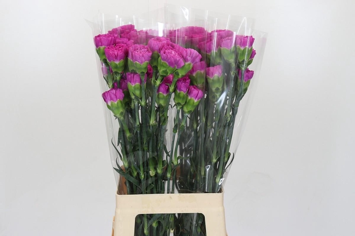 <h4>Dianthus St Tiepolo Fucsia</h4>