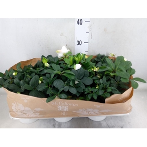 Helleborus niger 'Christmas Carol'