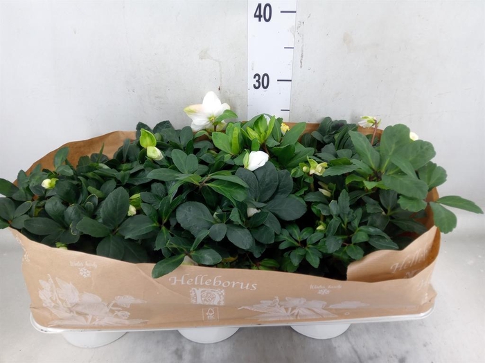 <h4>Helleborus niger 'Christmas Carol'</h4>