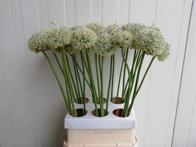<h4>ALLIUM MOUNT EVEREST</h4>