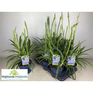 Agapanthus africanus