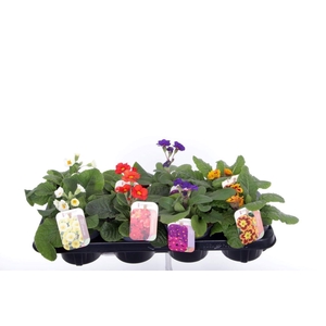 Primula elatior mix