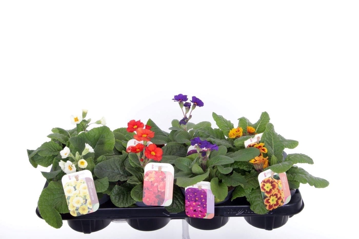 <h4>Primula elatior mix</h4>