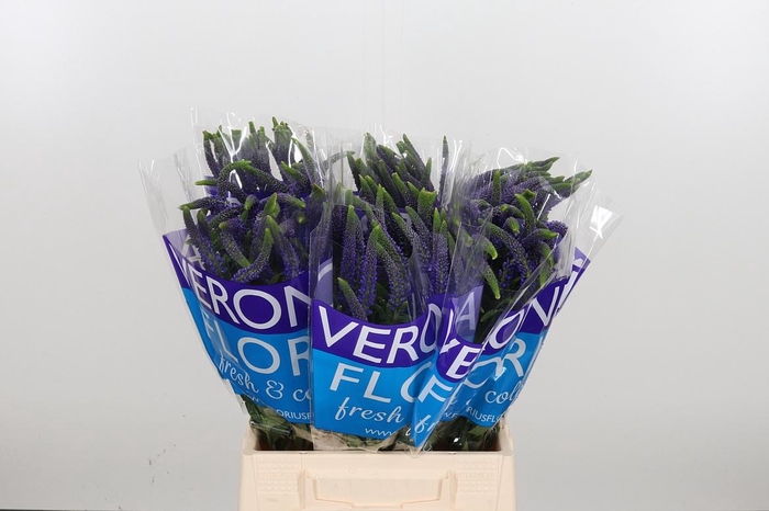 <h4>Veron Smart Navy</h4>