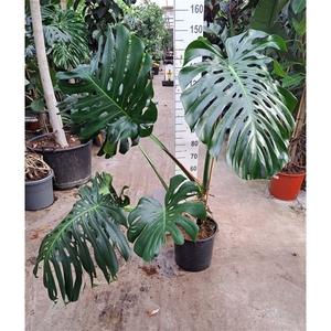 Monstera deliciosa big leaves 140