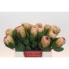 Protea Grandicolor