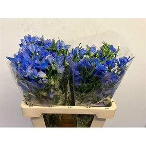 DELPH EN ENERGY BLUE