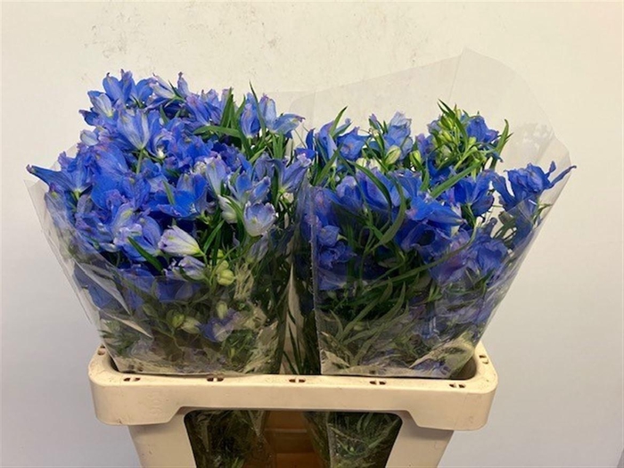 <h4>DELPH EN ENERGY BLUE</h4>