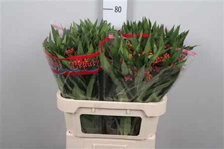 <h4>Ascl Incarnata Orange</h4>