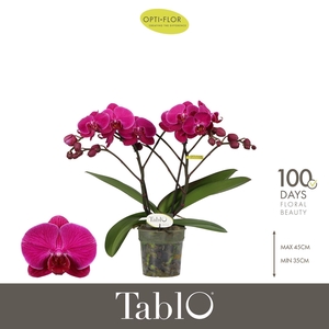 Phalaenopsis   ...lilac