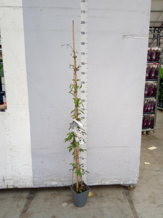 <h4>Clematis montana 'Mayleen'</h4>