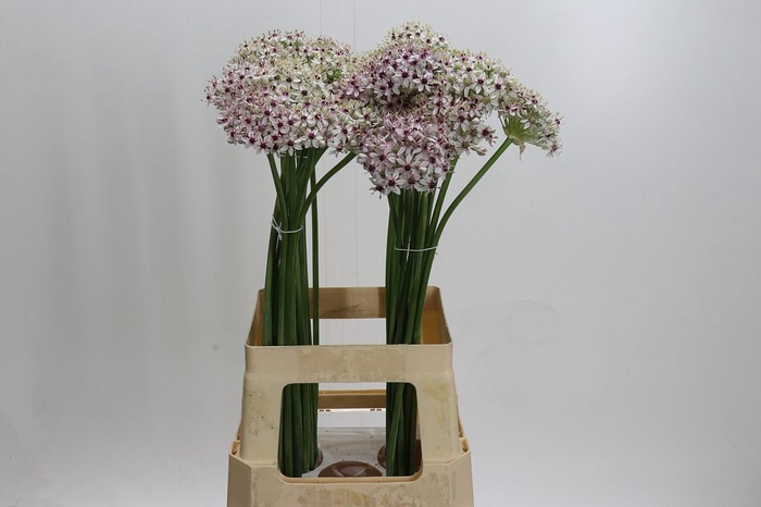 <h4>Allium Silverspring</h4>