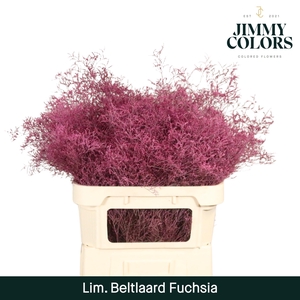 Lim Bel L90 Fuchsia