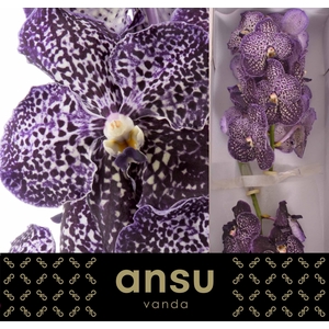 Vanda Jeff Leatham X16