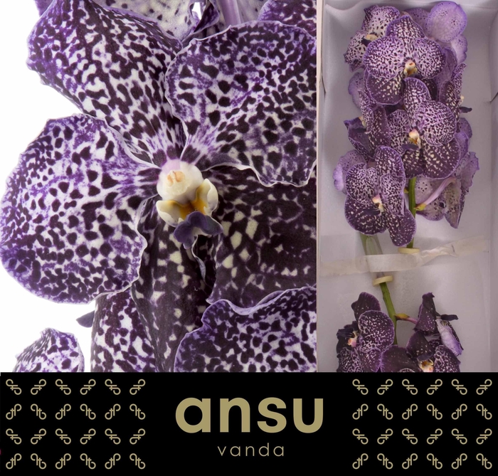 <h4>Vanda Jeff Leatham X16</h4>