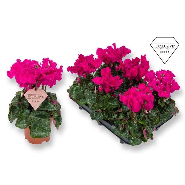 <h4>Cyclamen persicum midi Super Serie Merengue</h4>