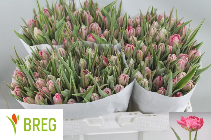 <h4>TU DU FLASH POINT</h4>