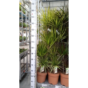Dracaena marg. 'Sunray'