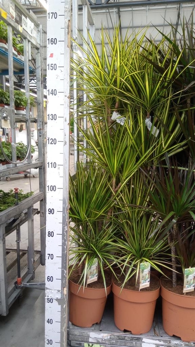 <h4>Dracaena marg. 'Sunray'</h4>