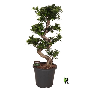 Ficus Mi Ginseng bonsai S-type