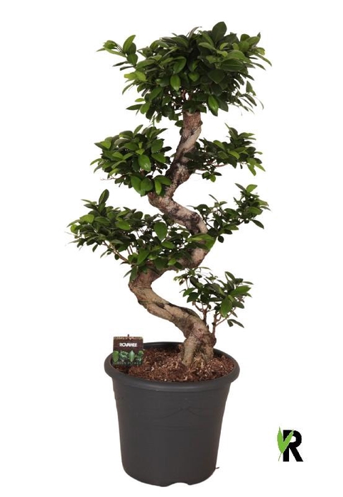 <h4>Ficus Mi Ginseng bonsai S-type</h4>