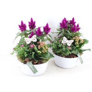arr4 Outdoor MB - Zink white celosia x4