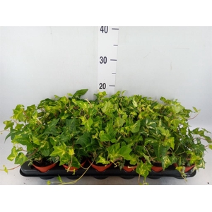 Hedera helix