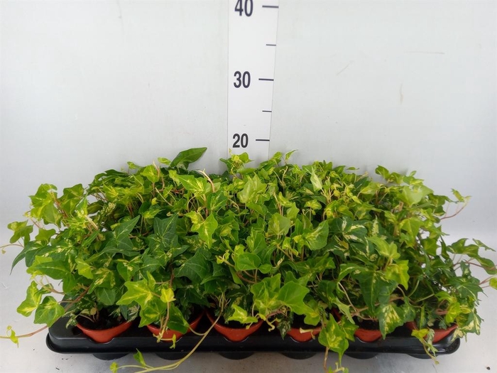 <h4>Hedera helix</h4>