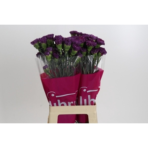 Dianthus St Cobalt Thrill