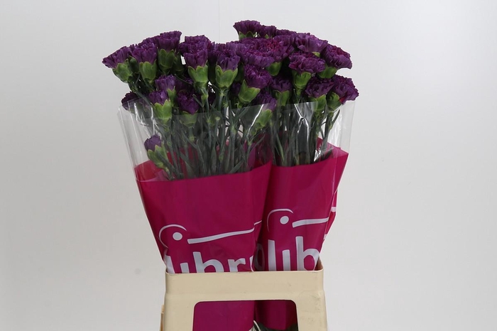 <h4>Dianthus St Cobalt Thrill</h4>
