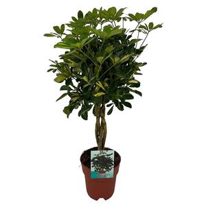 Schefflera Gold Capella gevlochten stam