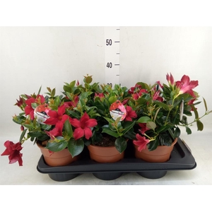 Mandevilla sand. 'Rio Petite Red'