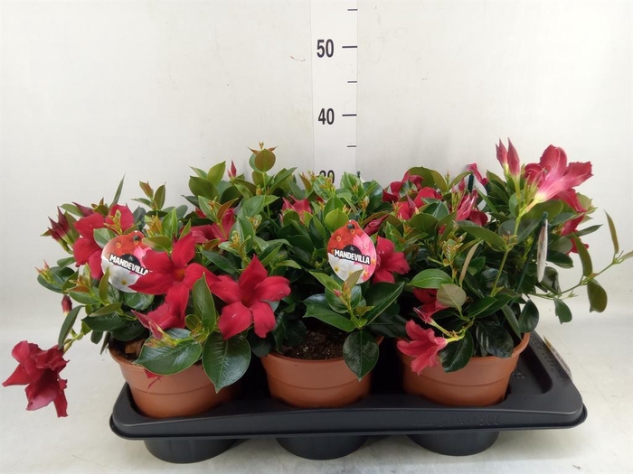 <h4>Mandevilla sand. 'Rio Petite Red'</h4>