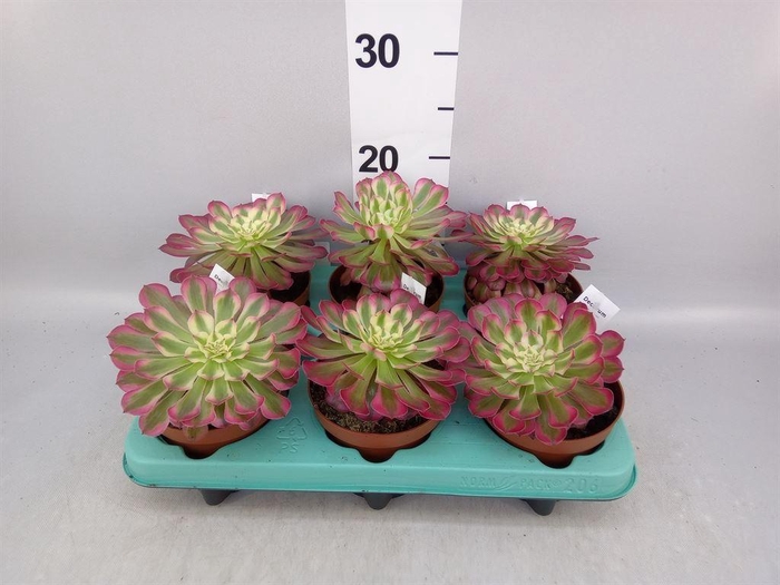 <h4>Aeonium   ...</h4>