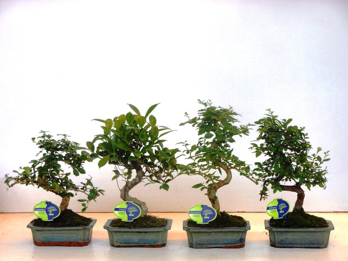 <h4>Bonsai mix, indoor, 20cm., shape, without drip tray</h4>