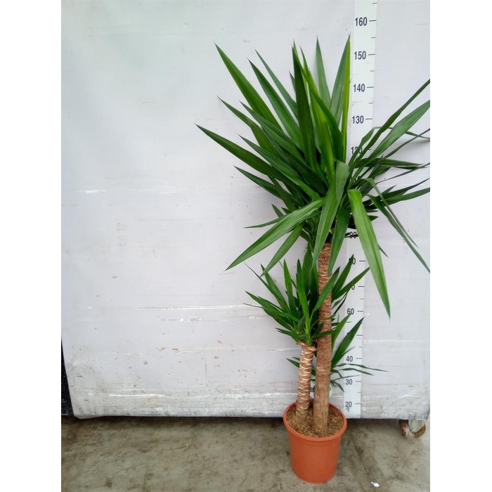 <h4>Yucca   ...</h4>