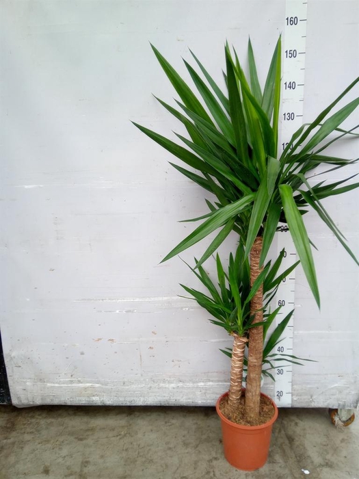 Yucca   ...