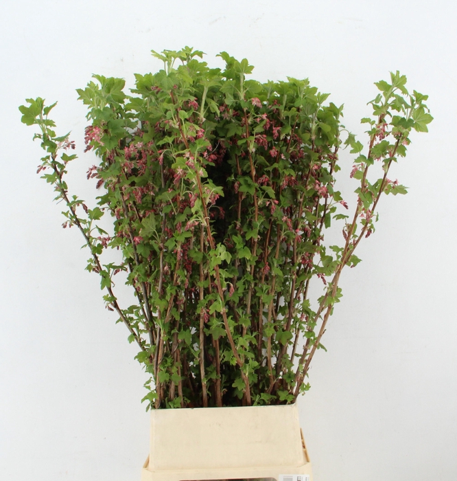 <h4>RIBES KING EDWARD 7</h4>