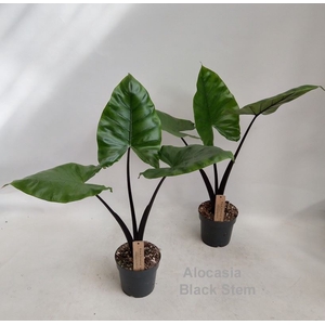Alocasia