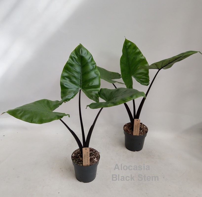 <h4>Alocasia</h4>